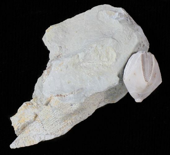 Blastoid (Pentremites) Fossil - Illinois #60118